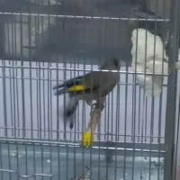 سهره دو رگ قرص بخون|پرنده|اندیشه, اندیشه فاز ۱|دیوار