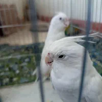 یک جفت عروس هلندی آلبینو بسیار زیبا