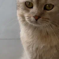 گربه|گربه|محلات, |دیوار