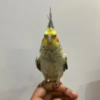 طوطی عروس دستی