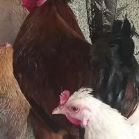 خروس گلین چهل تاج