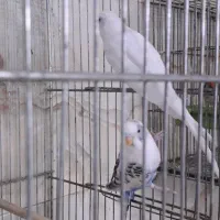 مرغ عشق مولد