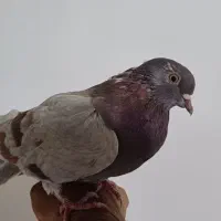 فروش فوری 23کبوتر همه نوع با جوجه هاش|پرنده|لنجان, |دیوار