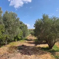 روغن زیتون 1404تولید ملی|عمدهفروشی|رشت, دباغیان|دیوار