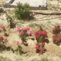معاوضه باغ سند دار در سهند با آپارتمان و ماشین|فروش خانه و ویلا|سهند, |دیوار