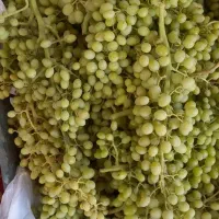 فروش انگور برای آبغوره