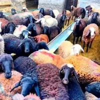 چهل راس شیشگ میش سه شیره و دوشیره