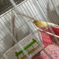 قناری پرتقالی|پرنده|مهاباد (آذربایجان غربی), |دیوار