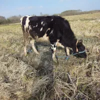 چندین راس گاو گوساله لیشه سیمینتال تلیسه|حیوانات مزرعه|رشت, بلوار گیلان|دیوار