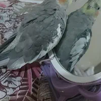 گمشده