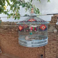 فروش|پرنده|فارسان, |دیوار