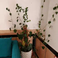 گل آپارتمانی سیکاس|گل و گیاه طبیعی|بوکان, |دیوار
