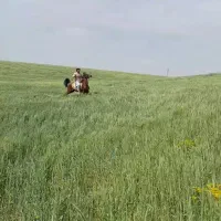 مادیون ۵سال