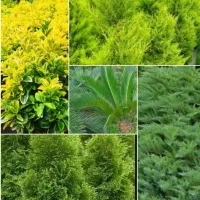 فروش گل در چابکسر، فوری