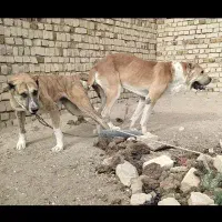 توله سگ 7ماهه نر|سگ|تربتحیدریه, کلاته توکلی|دیوار