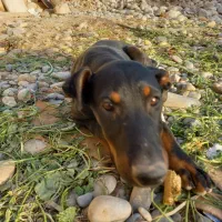 واگذاری توله دوبرمن