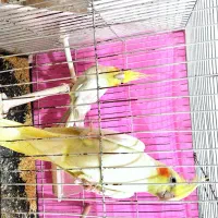 عروس هلندی|پرنده|مشهد, ایثار|دیوار