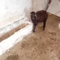 گوسفند‌ماده|حیوانات مزرعه|ایجرود, |دیوار