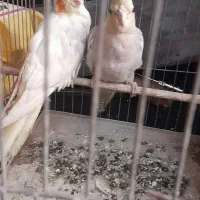 عروس دستی  لوتینو.