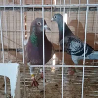 کبوتر|پرنده|آزادشهر, |دیوار