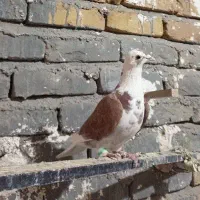 کفتر فروشی|پرنده|تربت‌حیدریه, جانبازان|دیوار