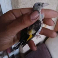 جوجه سهره نره بشرط|پرنده|شاهین‌شهر, طالقانی|دیوار