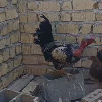 خروس|حیوانات مزرعه|فسا, |دیوار