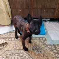 سگ مالینویز اصلی