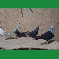 کبوتر کشکی سیاه ذات خوب