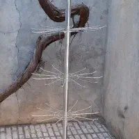 رگال شاخه ای در حد نو