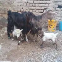 میش بره بز|حیوانات مزرعه|قم, صفاشهر|دیوار