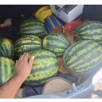 سرمایه-گذاری-در-مزرعه-کشاورزی-سند-تکبرگ-دار