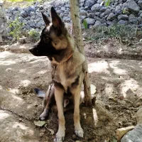 واگذاری ژرمن مالینویز|سگ|بومهن, |دیوار