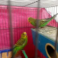 مرغ عشق مولد و جفت خورده