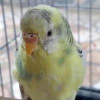 مرغ عشق و قفس