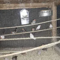 سلام ۳۵ عدد فنج