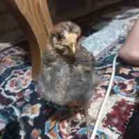 جوجه محلی|حیوانات مزرعه|پاکدشت, پاکدشت (مامازند)|دیوار