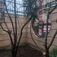 دوعدد گل یوگا