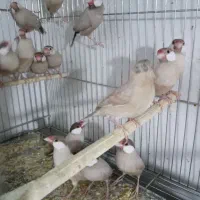 فنچ نرگسی|پرنده|ارومیه, |دیوار