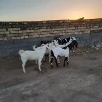 بز...|حیوانات مزرعه|فردوس (خراسان), |دیوار