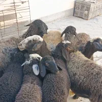 میش و بره|حیوانات مزرعه|قزوین, |دیوار