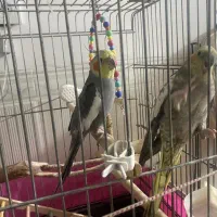 عروس هلندی نر و ماده|پرنده|قرچک, باقرآباد|دیوار