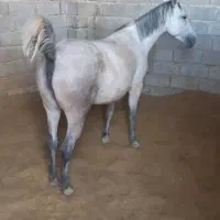 فروش فوری کره مادیون|اسب و تجهیزات اسب‌سواری|تهران, سعادت‌آباد|دیوار