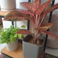 فروش گل های آپارتمانی