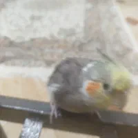 عروس هلندی گم شده|پرنده|خواف, |دیوار