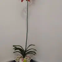 گل و گلدان مصنوعی