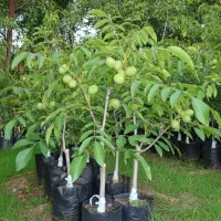 فقط امروز هدیه ویژه برای هر سفارش نــهـاـل