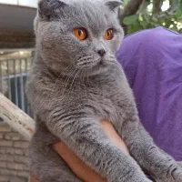 اسکاتیش