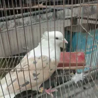 گومشده مژدگانی بگیر|حیوانات|یاسوج, |دیوار