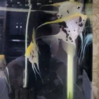 انجل|ماهی|اصفهان, ملکشهر|دیوار